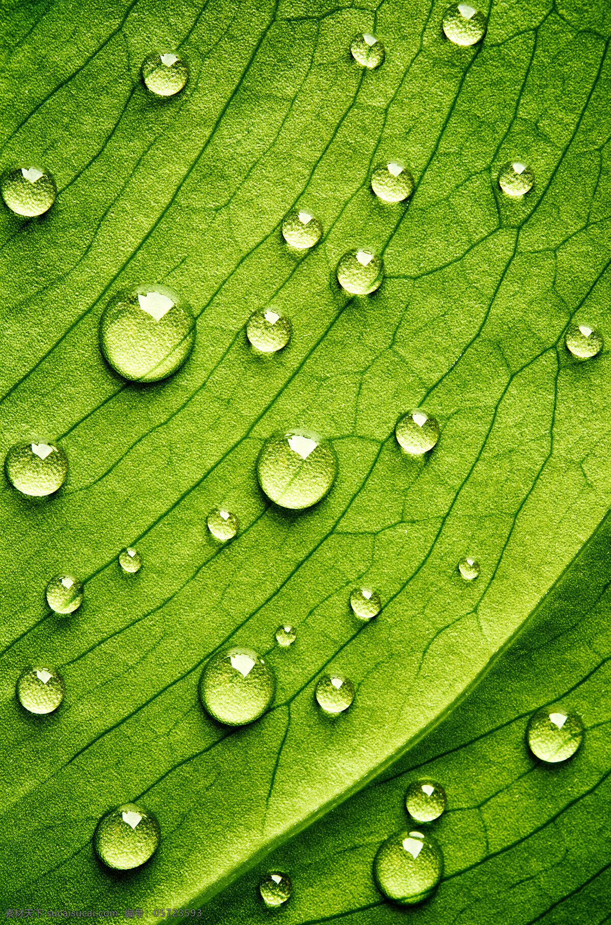 水滴背景 底图 水珠背景 水滴 露珠 背景 蓝色水珠 水花 水珠 蓝色 透明 液休 晶莹 water 矢量 蓝色水珠背景 蓝色水滴背景 水元素 自然景观