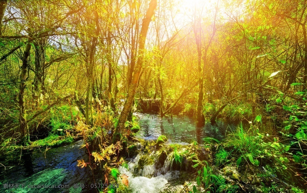 树林 树木 大树 松树林 丛林 松林 丛林深处 阳光穿透森林 阳光穿透树林 阳光穿过森林 阳光穿过树林 光线 射线 太阳光线 太阳射线 阳光 太阳光 树林中的小溪 小溪 溪水 风景 美景 大自然 自然景观 自然风景
