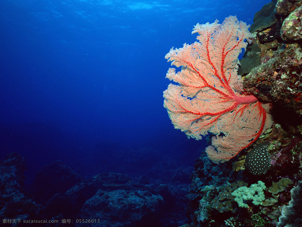 海底世界 珊瑚 生物 世界 海洋 高清大图 背景大图 背景壁纸 生物世界 海洋生物