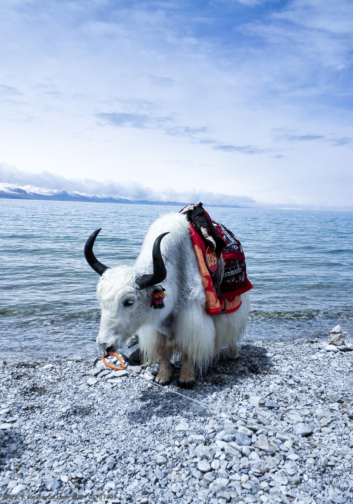 牦牛 纳木错 圣湖 西藏旅游 生物世界 家禽家畜