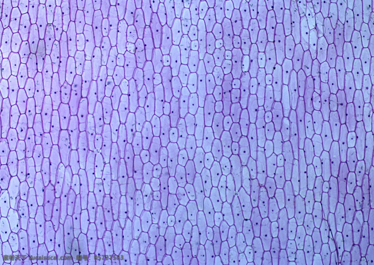 蓝色 微型 细胞 网格 细胞结晶图片 微观世界 单元 结晶