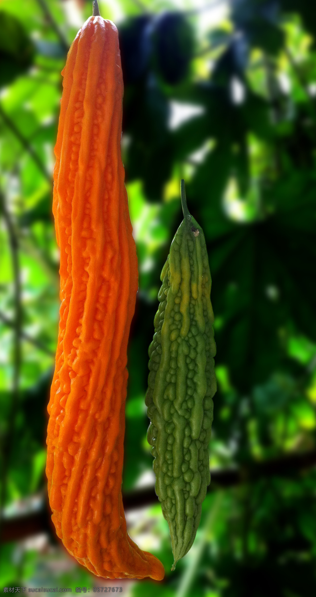 苦瓜 环保 绿色 绿叶 青菜 生物世界 蔬菜 成熟的苦瓜 植物 风景 生活 旅游餐饮