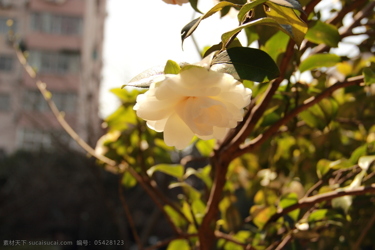 茶梅 花卉 花朵 阳光 树枝 楼宇 花草 生物世界