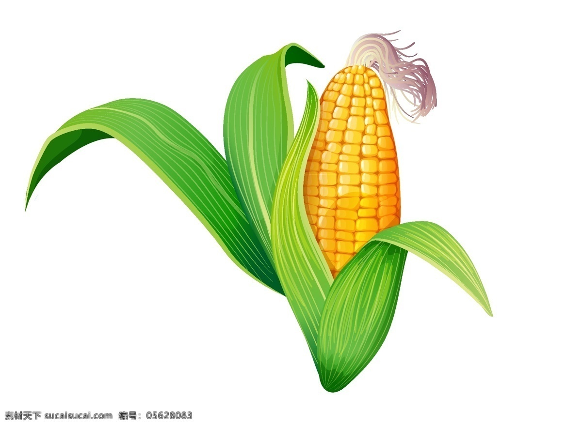玉米 卡通 手绘 黄色 玉米棒子 苞谷 农业 蔬菜 蔬菜水果 手绘玉米素材 元素