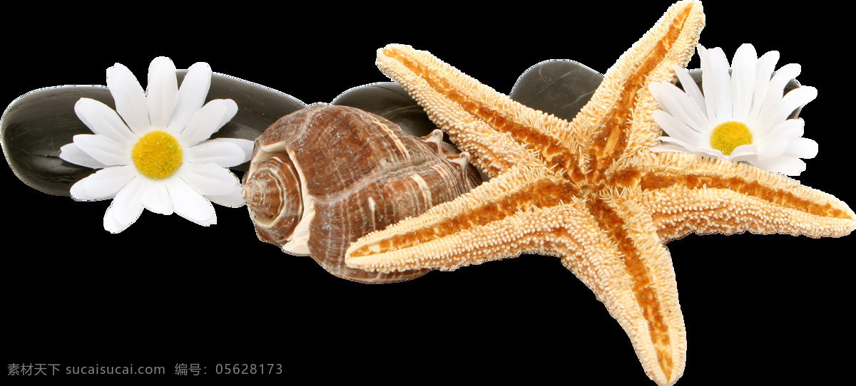 海洋生物海星 海洋生物 海星 海洋动物 五角星 生物 自然动物 动物图谱 免扣 生物世界