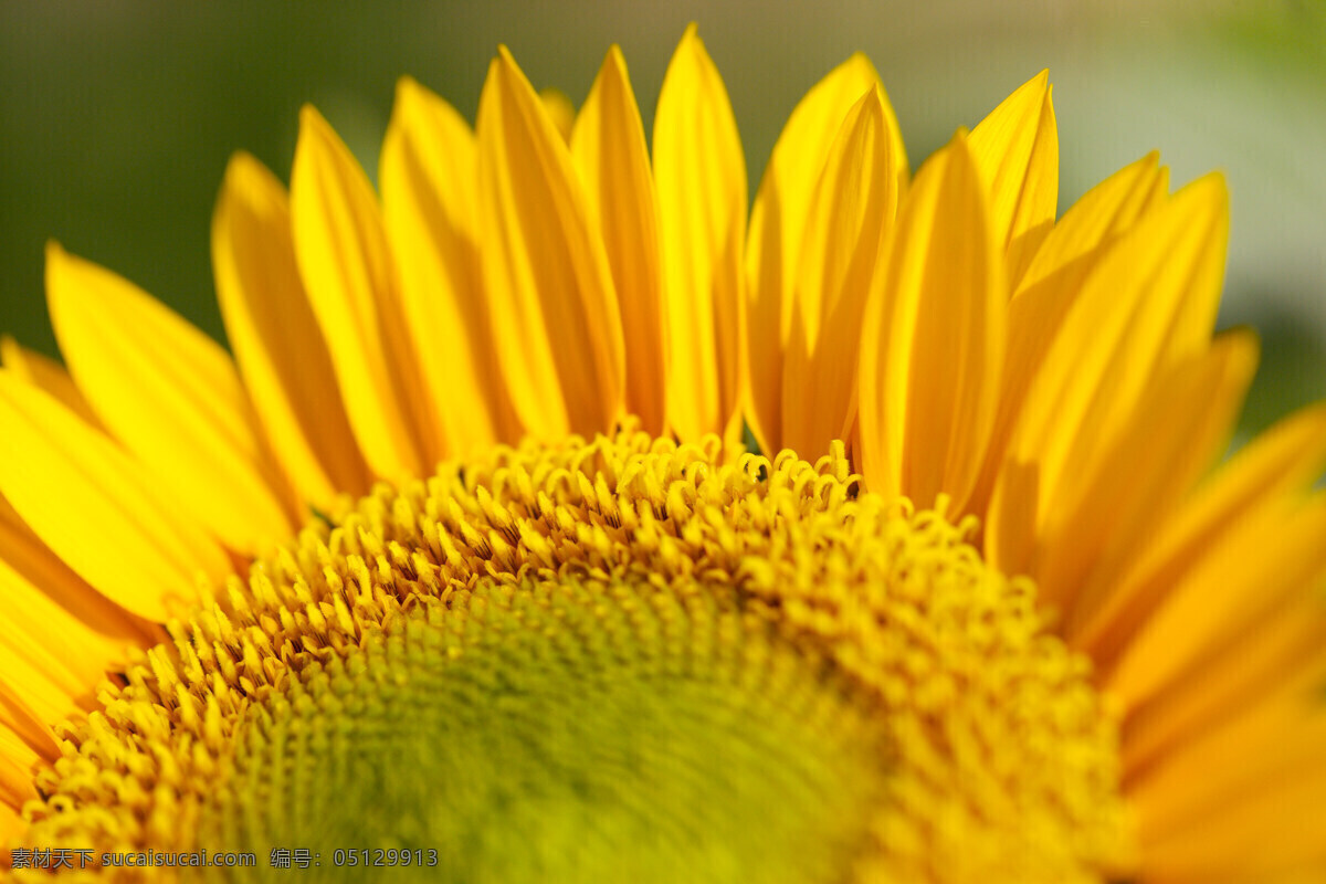 向日葵 太陽花 希望之花 黄色