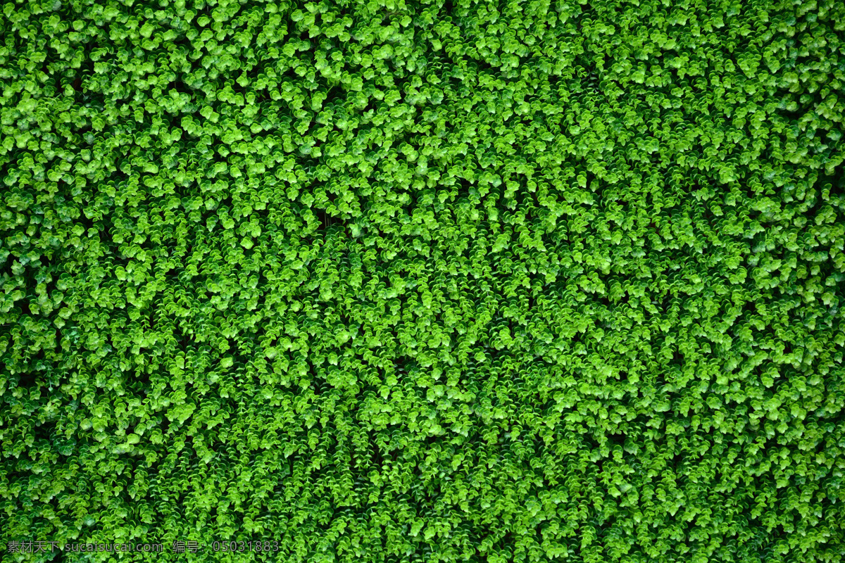 绿色植被 绿色 植被 植物背景 植物