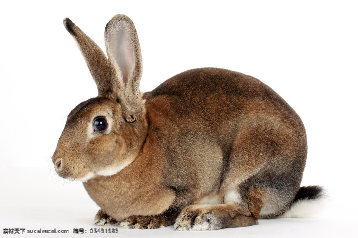 可爱 兔子 色彩斑斓 小白兔 灰兔子 动物 兔毛 高清图片 陆地动物 生物世界