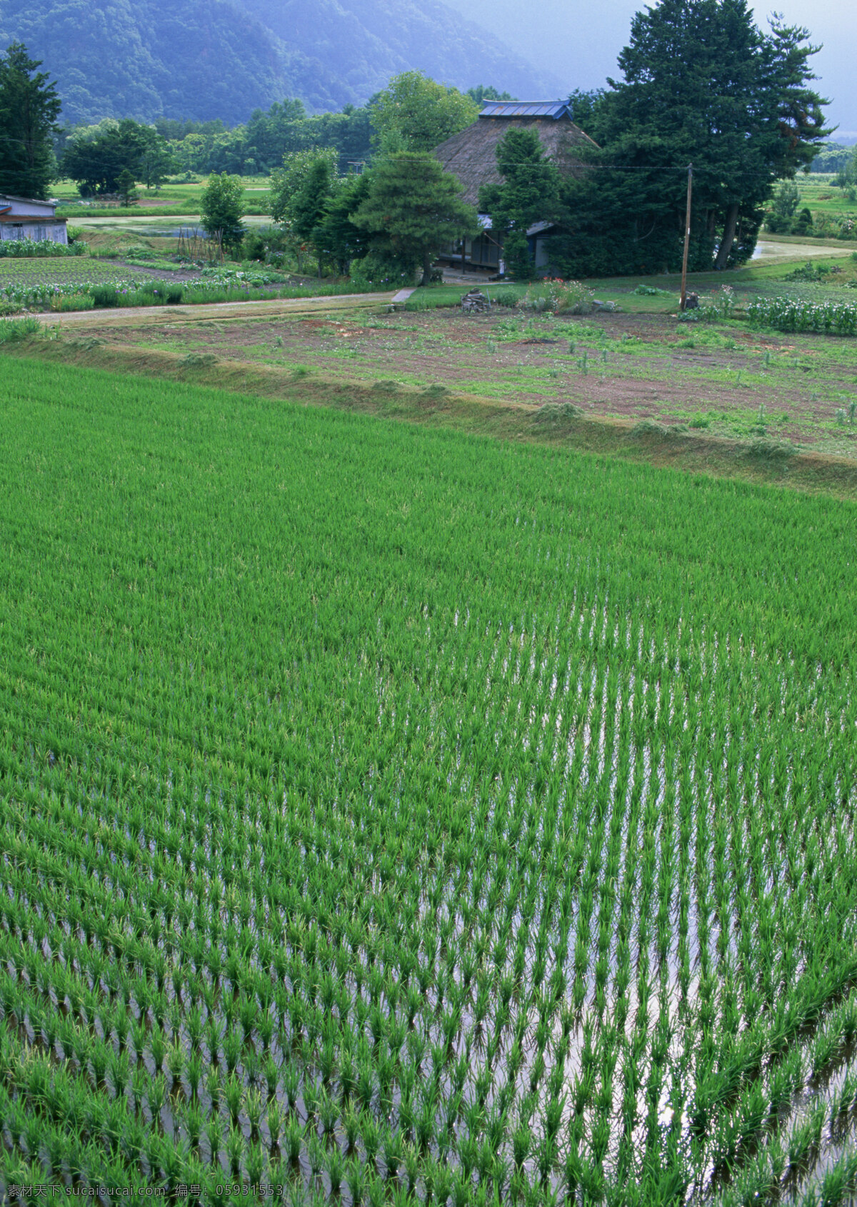 背景 春天 春天风景 稻谷 风景 风景背景 花瓣 花草 花朵 花卉 油菜花图片 野外 外野风景 野外风光图片 田野 田野风光 农村 农场 农田 农庄 农业 花藤 自然景观 自然风景 自然风光 自然景色 蓝天草地 蓝天白云 蓝天背景 蓝天绿地 梦幻背景 麦子 麦穗 麦田风景 梯田 秋天背景 秋天风景 田园 田园景色 田园山水 田园风景 田园风光 水稻 家居装饰素材 山水风景画