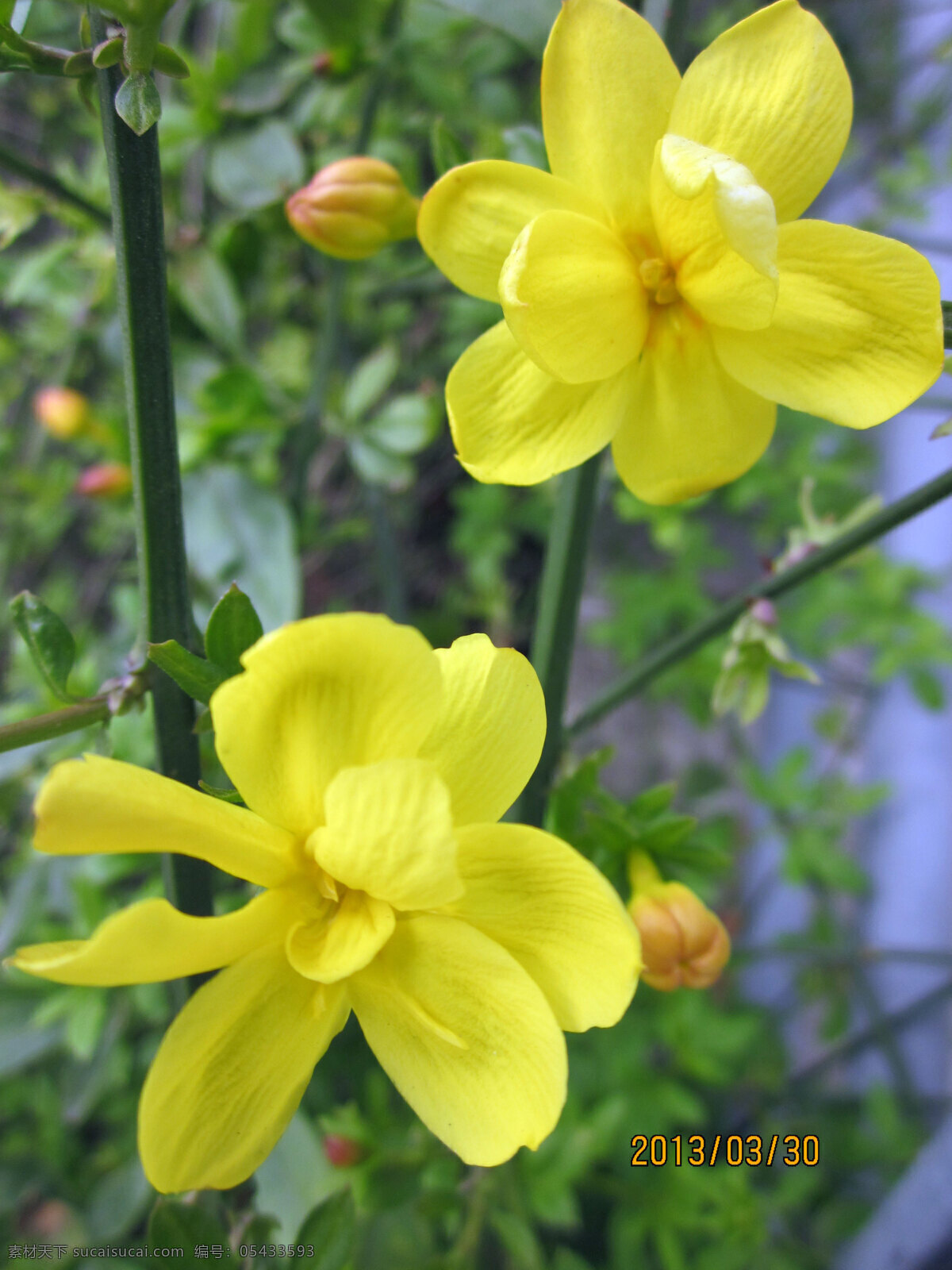 迎春花 花朵 黄花 小花 黄花绿叶 花草 生物世界