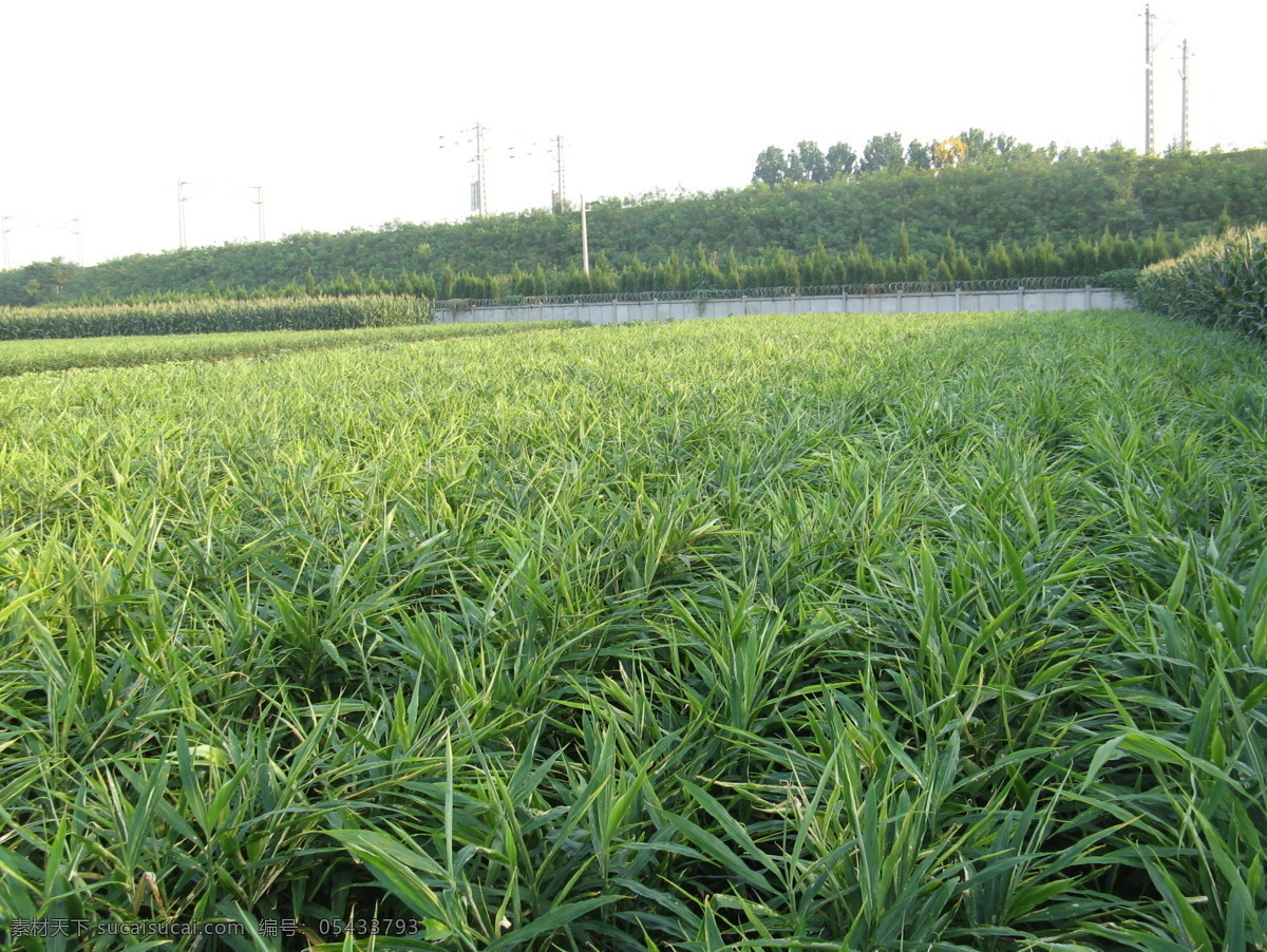 大姜 大姜地 大保后的姜地 蔬菜 生物世界