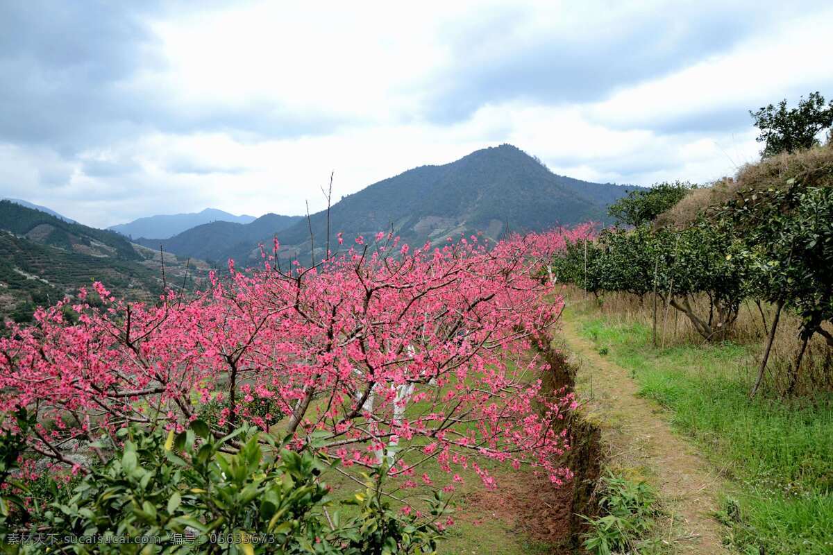 桃花盛开 韶关 九峰 最美乡村 赏花 世外桃园 春游 广东 踏春 春色 桃花开 花草 生物世界