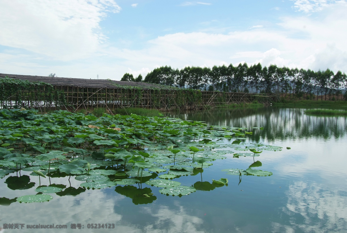 农庄 荷花 鱼塘 蓝天 白云 御 温泉 风光 自然风景 旅游摄影 荷叶 池塘 荷塘