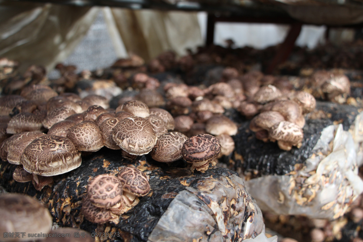大棚香菇 大棚 香菇 花菇 蘑菇 种植香菇 香菇生长 鲜香菇 绿色有机类 餐饮美食 食物原料