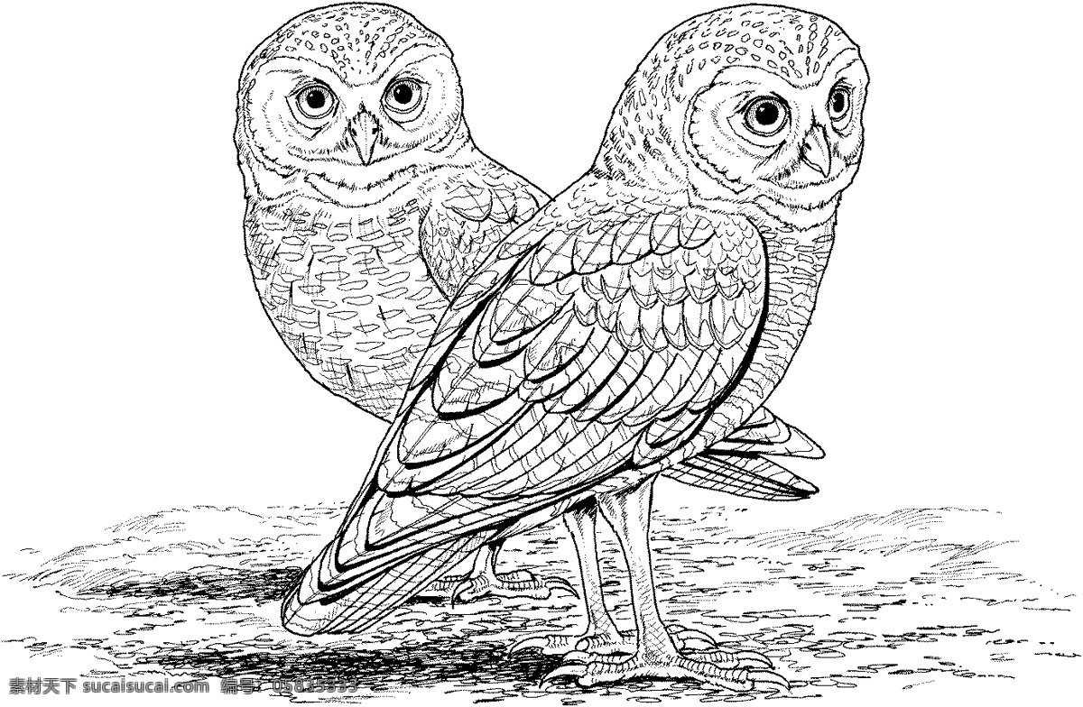 猫头鹰 鸟类素描 动物素描 动物手绘画 设计素材 动物专辑 素描速写 书画美术 白色