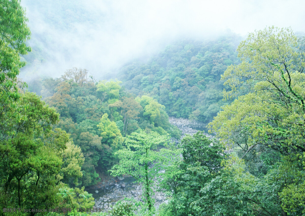 树林图片 森林树木 树林风景图片 树林高清图片 树木树叶 植物素材 生物世界 高清图片 花草树木