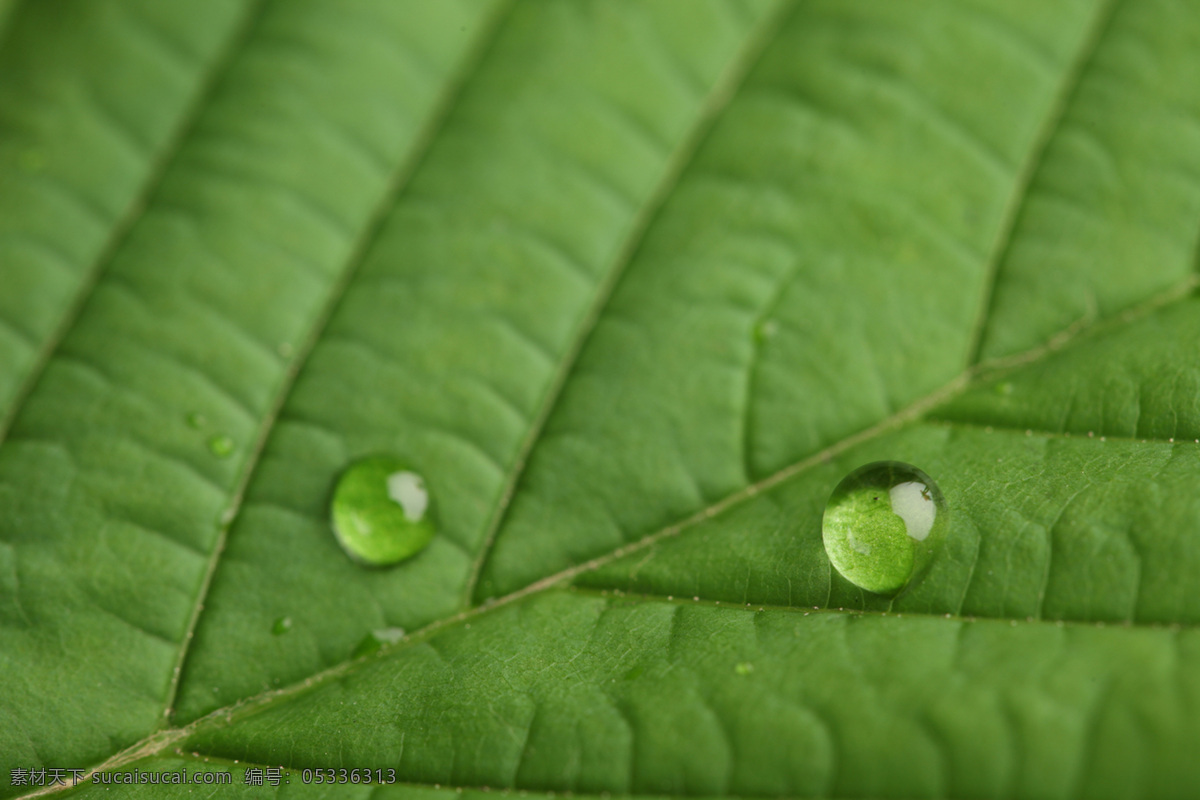 草 春天 干净 花草 晶莹剔透 露水 露珠 绿叶 水珠 漂亮水珠 晨露 水珠特写 绿叶上的水珠 绿叶特写 绿叶背景 水珠图片 水滴 水珠和绿叶 自然环保 干净的水 清澈 雨后 雨水 小草 树叶 微距拍摄 水 水花 水珠水花水滴 自然风景 自然景观 psd源文件