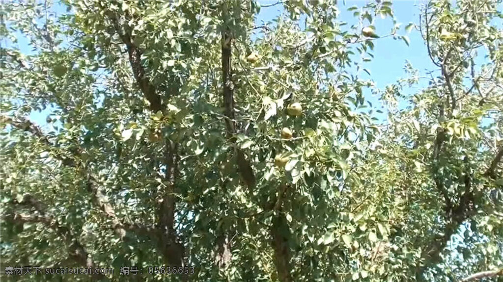 梨树视频素材 生活实景 动态素材 生活视频素材 动态实景视频 实拍生活素材 自然实景 wmv 灰色