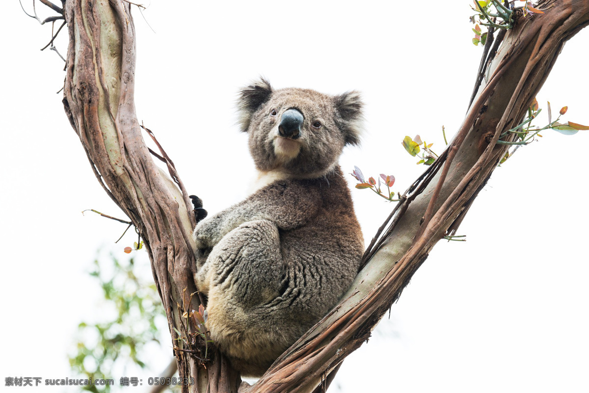 树袋熊 考拉 无尾熊 可拉熊 树懒熊 koala bear