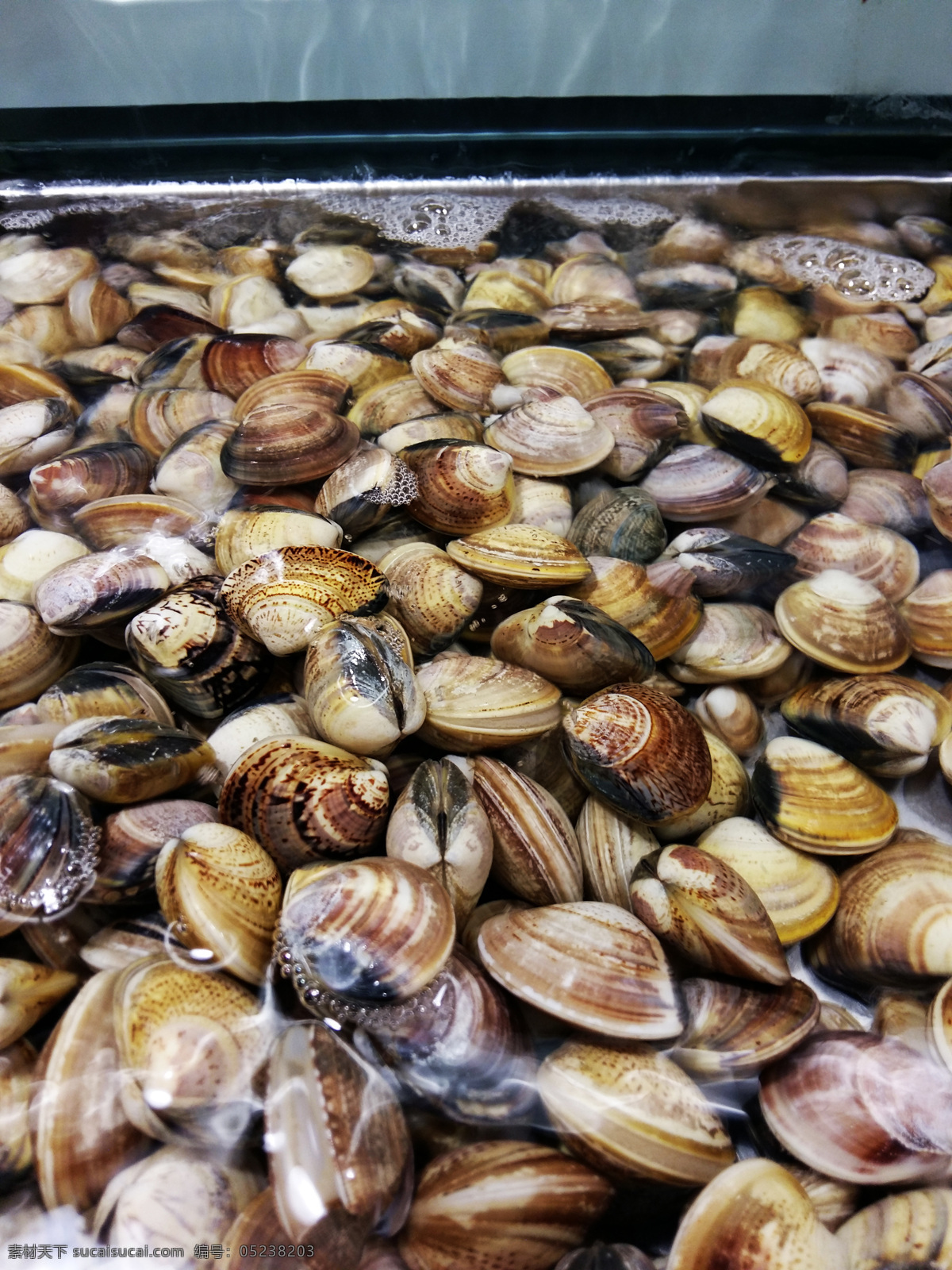 蛤蜊 文蛤 贝壳 海鲜 海产品 海味 扇贝 餐饮美食 食物原料