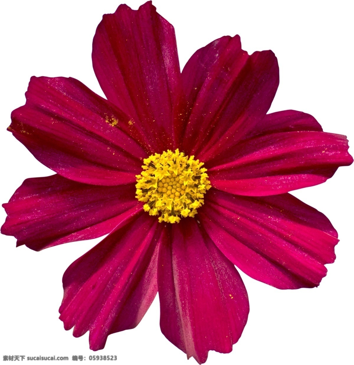 紫红色 小 菊花 源文件 立体 黄色 绽放 水彩 装饰图案