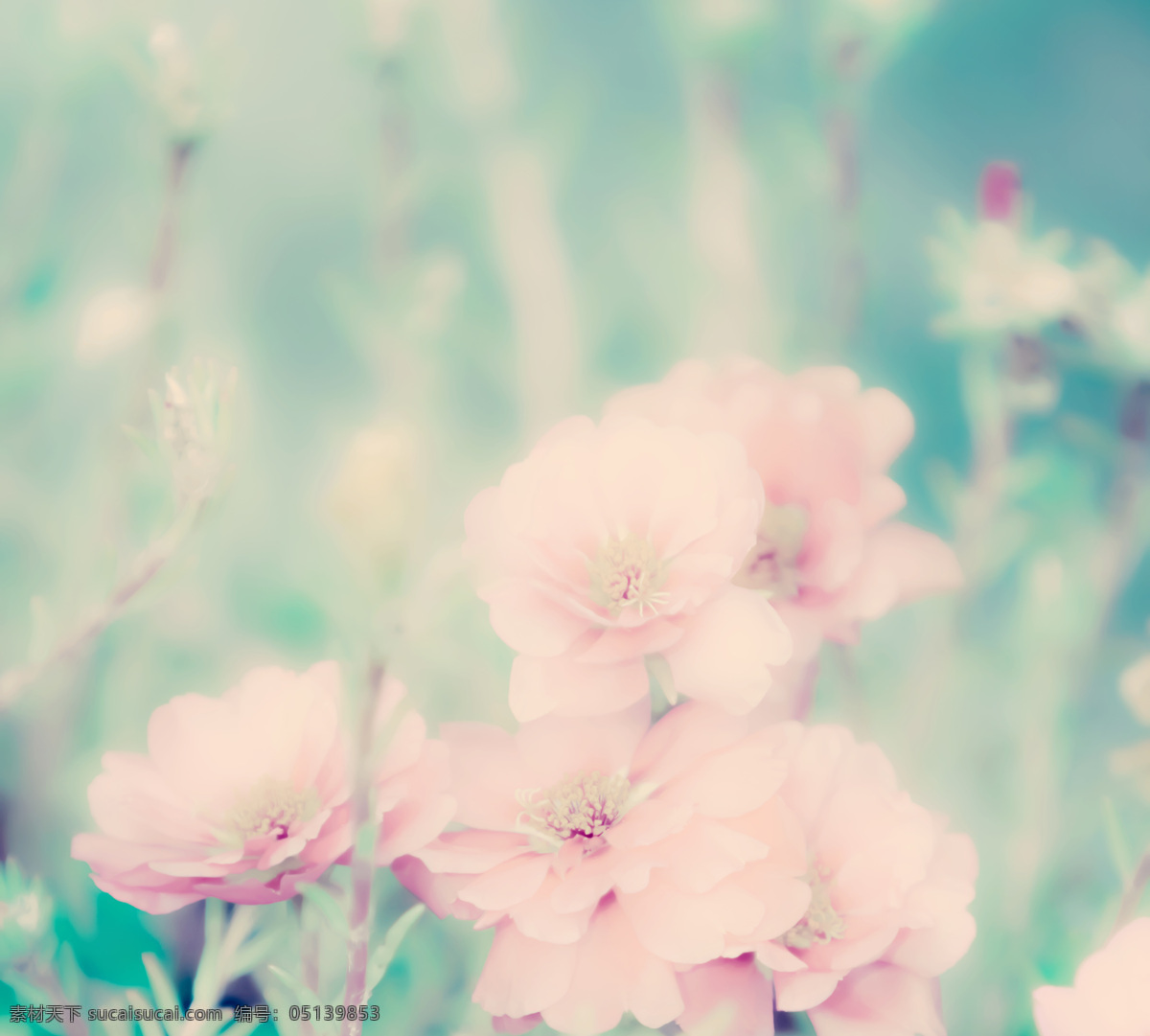 唯美 梦幻 花朵 粉色 高清图片 花卉 生物世界 植物 唯美梦幻花朵