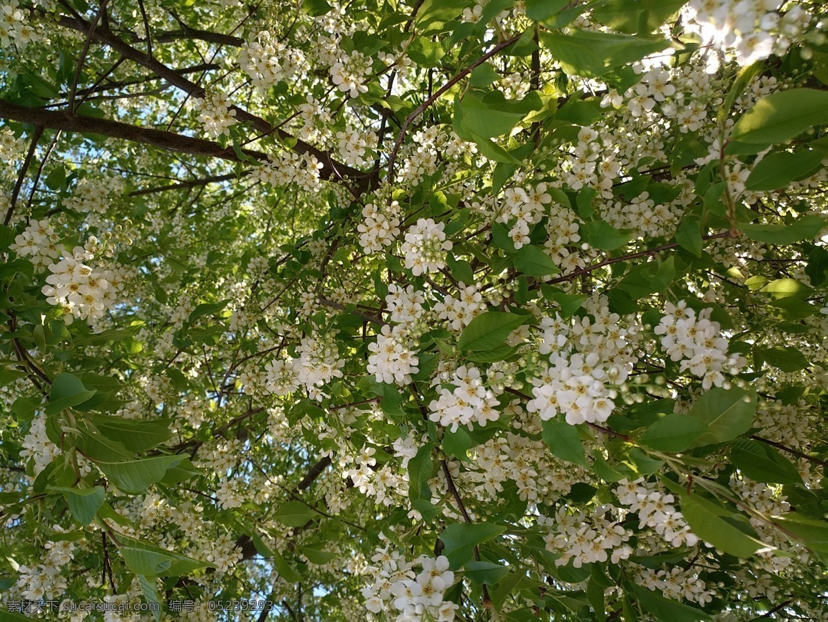 花朵 绿色 枝叶 白色 交杂 自然景观 自然风景