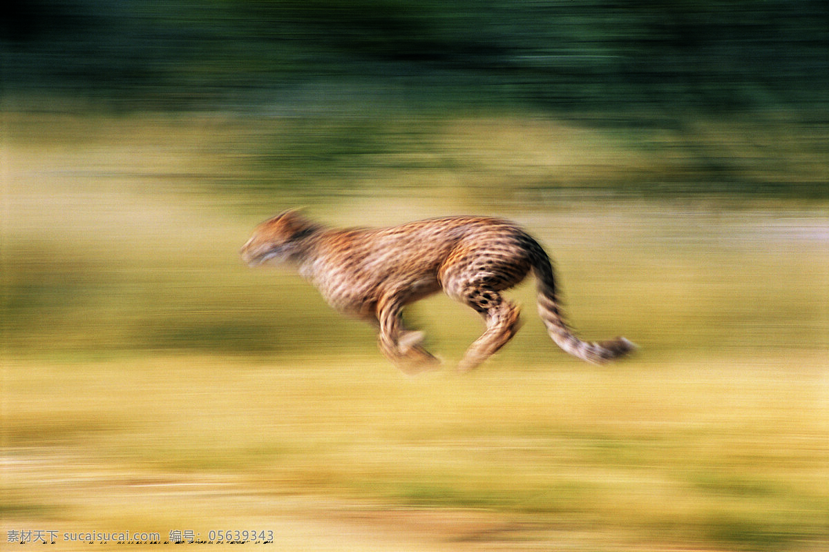 奔跑的猎豹 野生动物 动物世界 哺乳动物 金钱豹 奔跑 猎豹 豹子 摄影图 陆地动物 生物世界 黄色