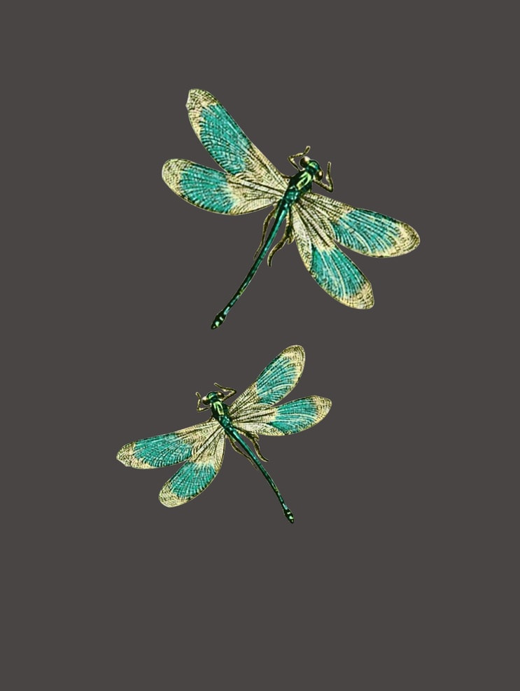 蜻蜓图片 蜻蜓 数码印花 大牌印花 手绘花 艺术 文化艺术 绘画书法