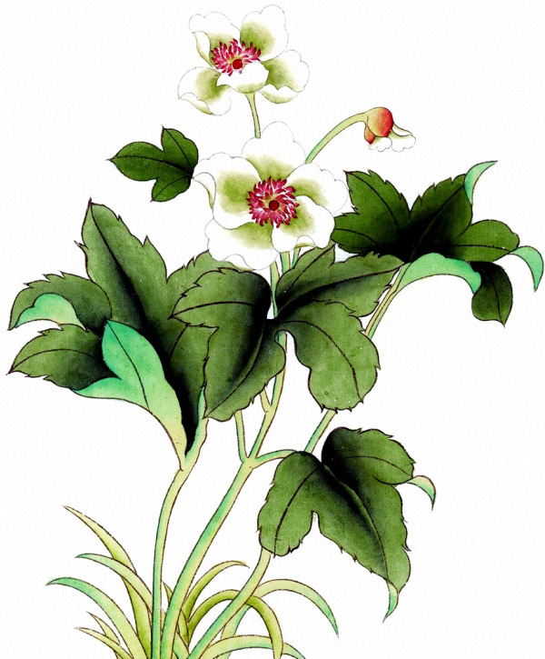位图免费下载 服装图案 花卉 时尚休闲女装 位图 植物 优雅植物 面料图库 服装设计 图案花型