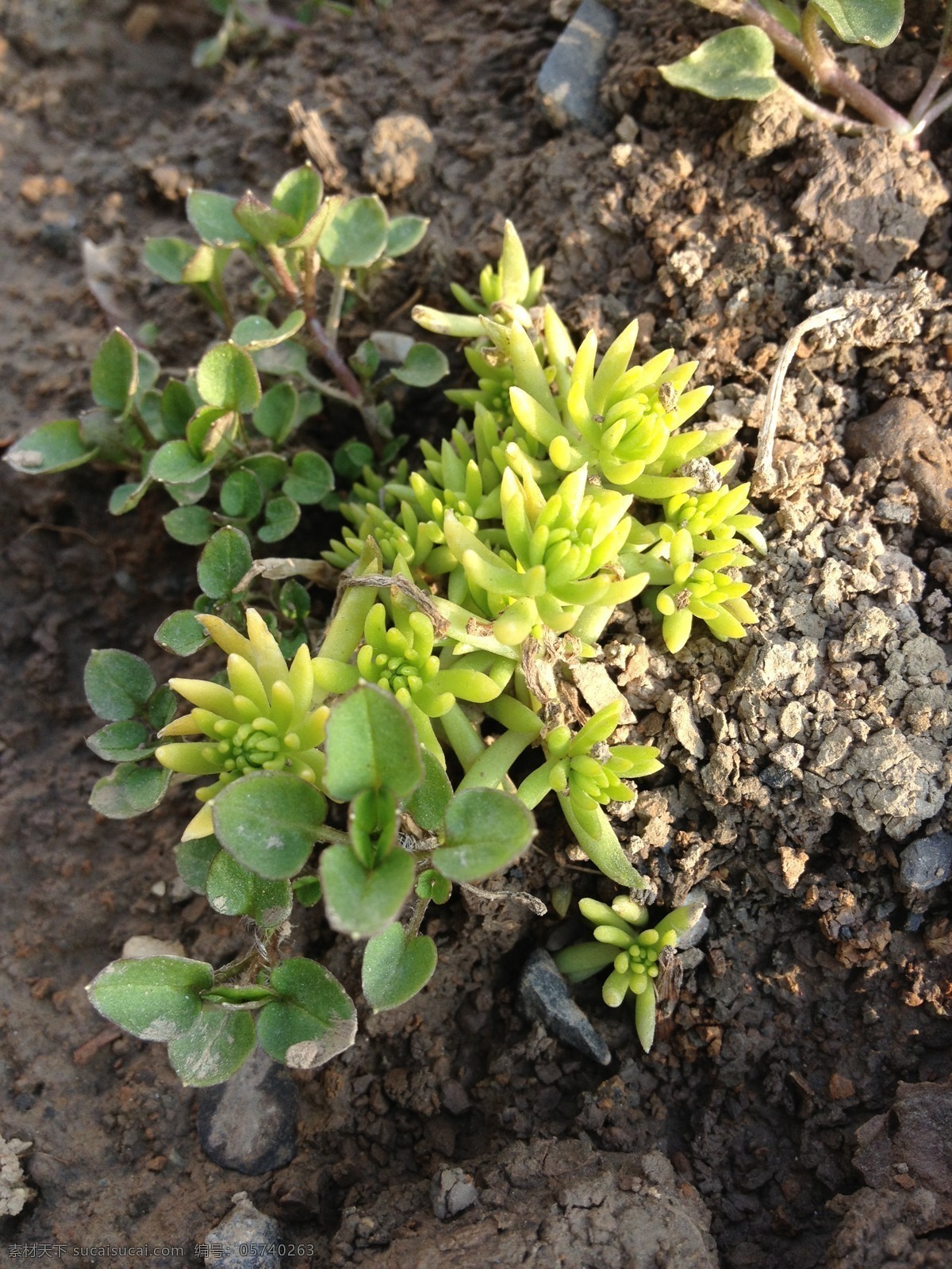 肉 性 植物 春天 花草 泥土 生物世界 仙人掌 阳光 野草 多肉性植物 psd源文件