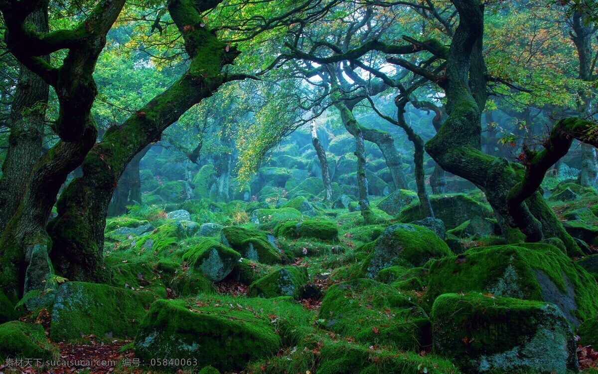 仙境 背景 魔幻 树林 背景图片