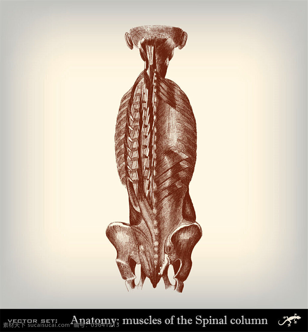 人体 背部 肌肉 人体器官素描 人体器官插画 人体解剖学 人体结构插图 其他人物 矢量人物 矢量素材