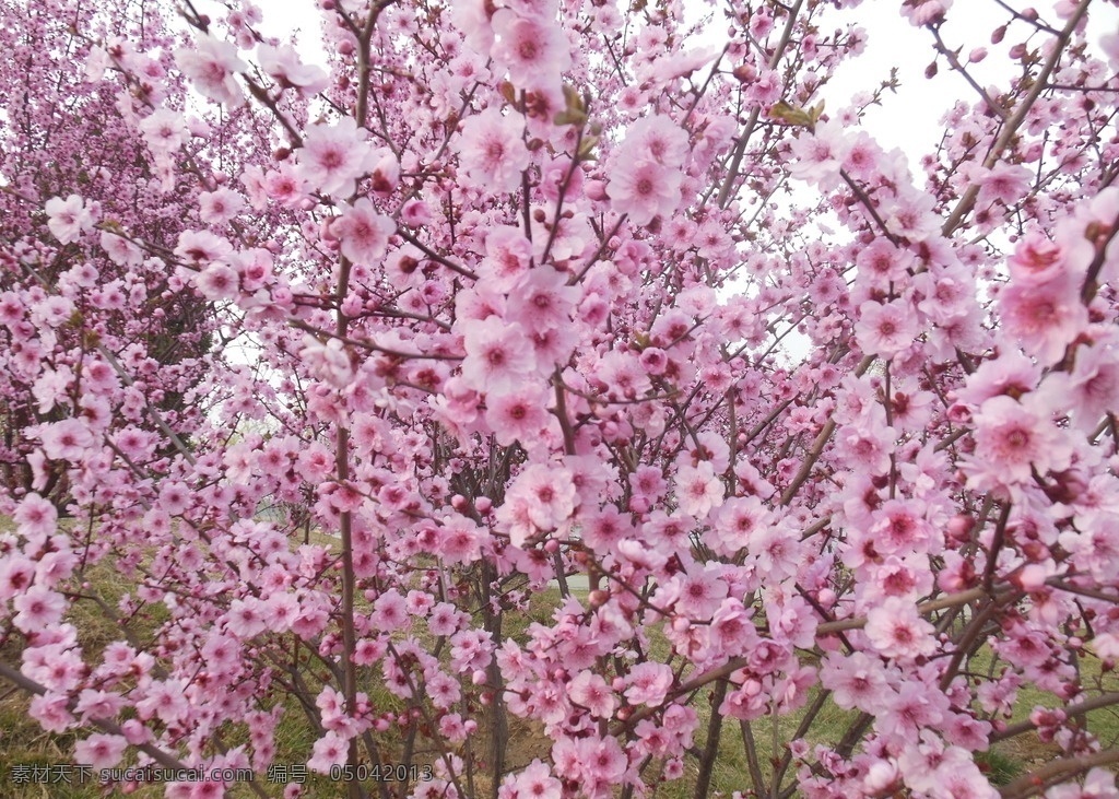 榆叶梅花 鲜花 花朵 花树 粉色花 花瓣 春天 生物世界 梅花 花草