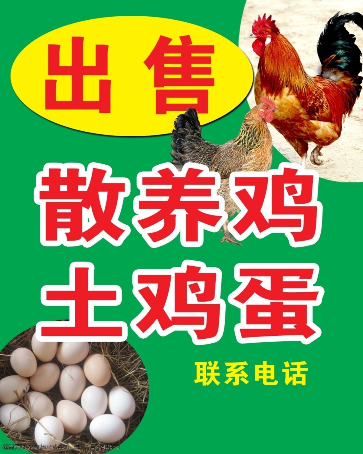 散养土鸡 散养 土鸡 土鸡蛋 出售 公鸡 母鸡