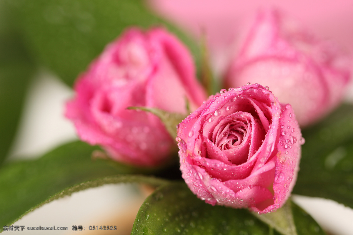 带 水珠 玫瑰花 植物花朵 美丽鲜花 漂亮花朵 花卉 鲜花摄影 花草树木 生物世界 粉色