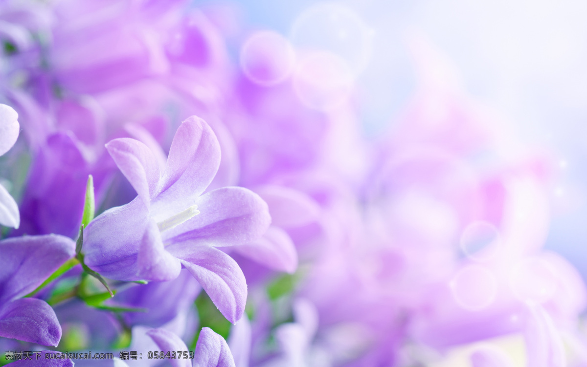 紫色免费下载 花朵 梦幻 阳光 紫色 背景图片