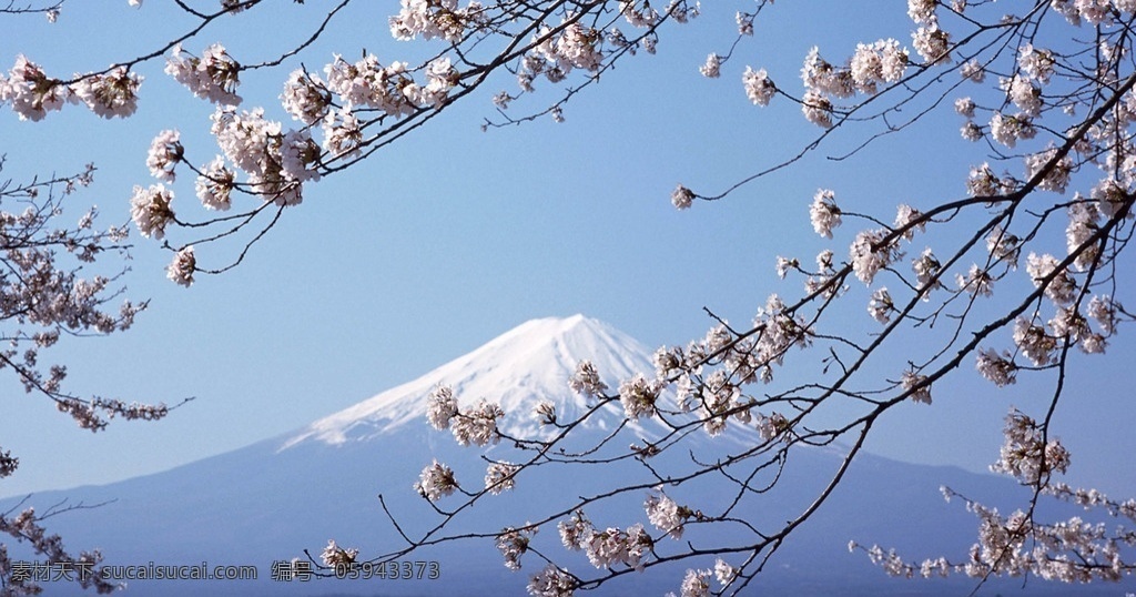 富士山 山丘 高山 景点 樱花 树枝 多娇江山 自然景观 自然风景