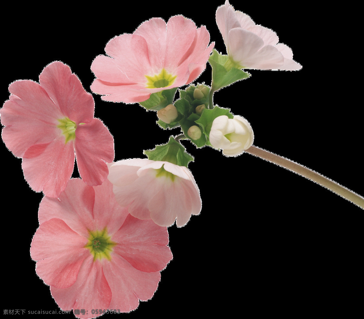 粉色 花卉 透明 卡通 抠图专用 装饰 设计素材