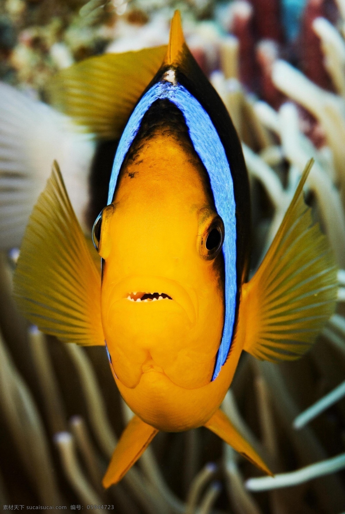 动物 海底世界 野生 生态 鱼 小丑鱼 生物世界 海洋生物