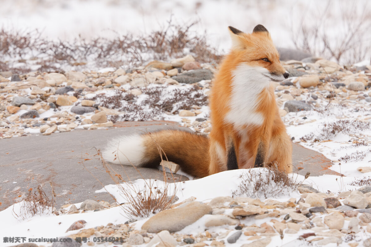 在雪3红狐狸 白色