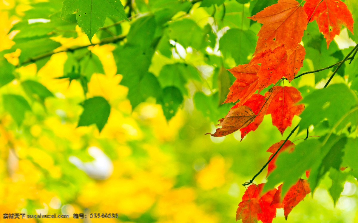树叶 秋季风景 秋季 金色落叶 落叶 秋意浓 秋天 金黄色 背景 壁纸 炫丽 红色枫叶 枫叶 树木树叶 生物世界
