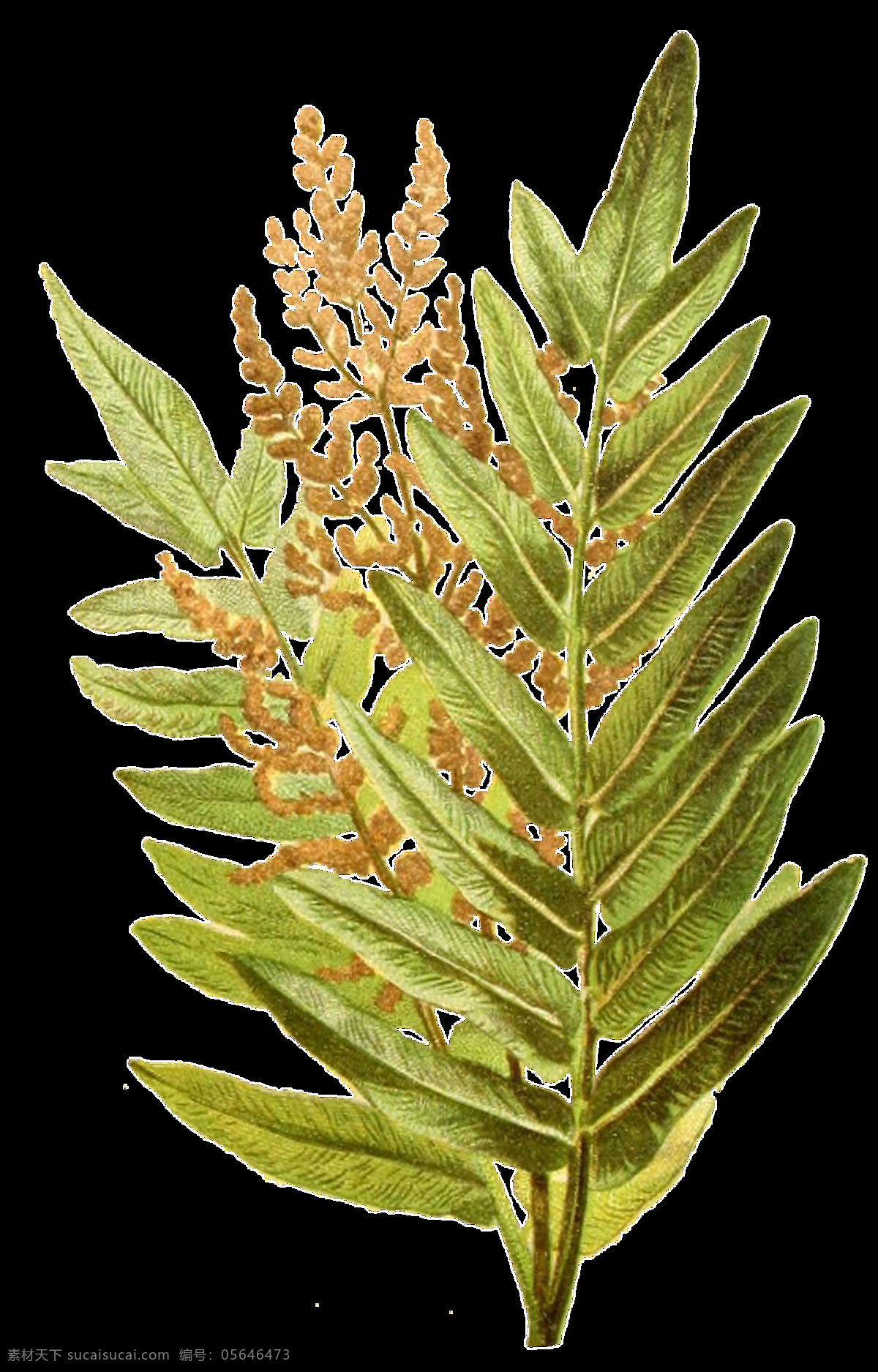 手绘 蕨类植物 透明 装饰 黄色 绿色 绿叶 免扣素材 透明素材 小花 装饰图片