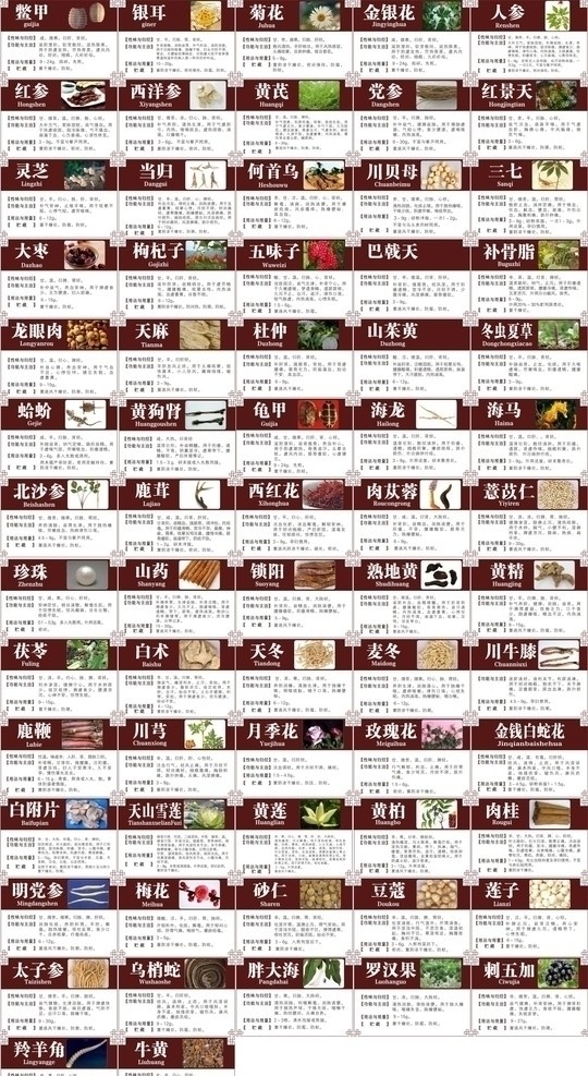 中医药材介绍 药材 中医 矢量