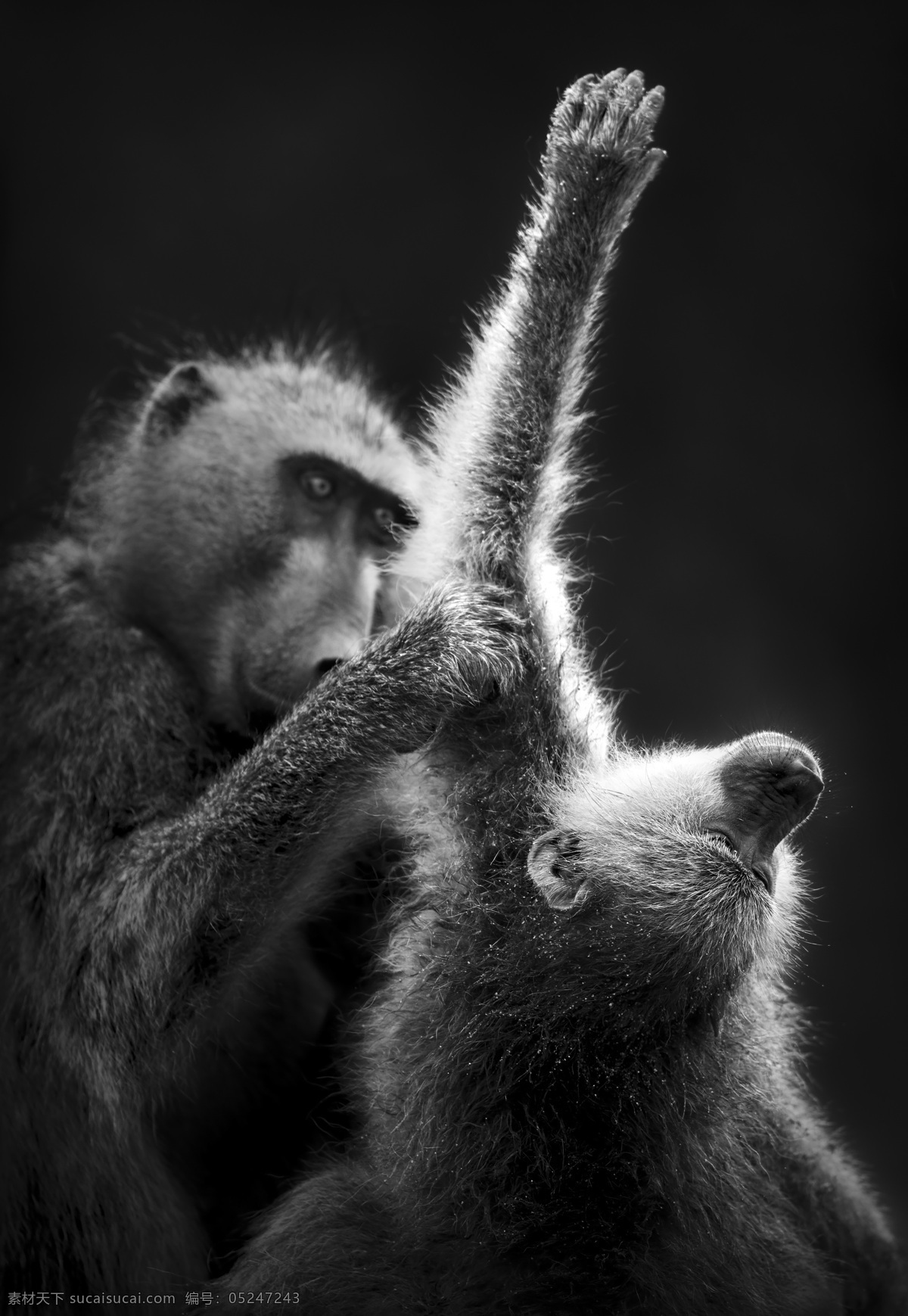 两 只 猩猩 两只猩猩 动物世界 陆地动物 生物世界 非洲草原动物
