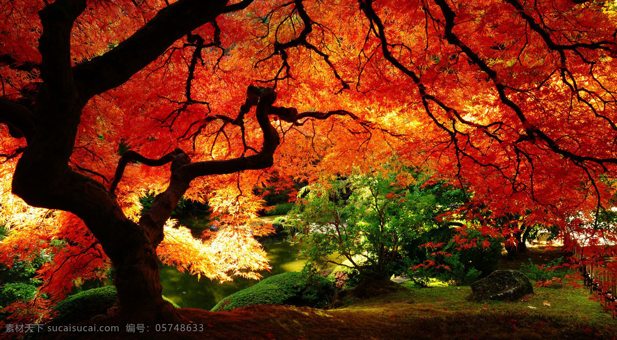 秋天的大树 风景 秋天 风光 大树 阳光 枫叶 自然景观 自然风景