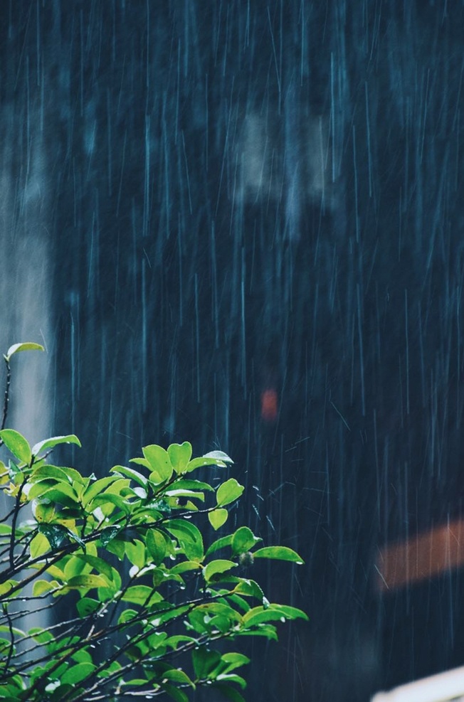 雨水 绿色 绿色背景 背景 节气 节气背景 小雨 露水 白露 自然景观