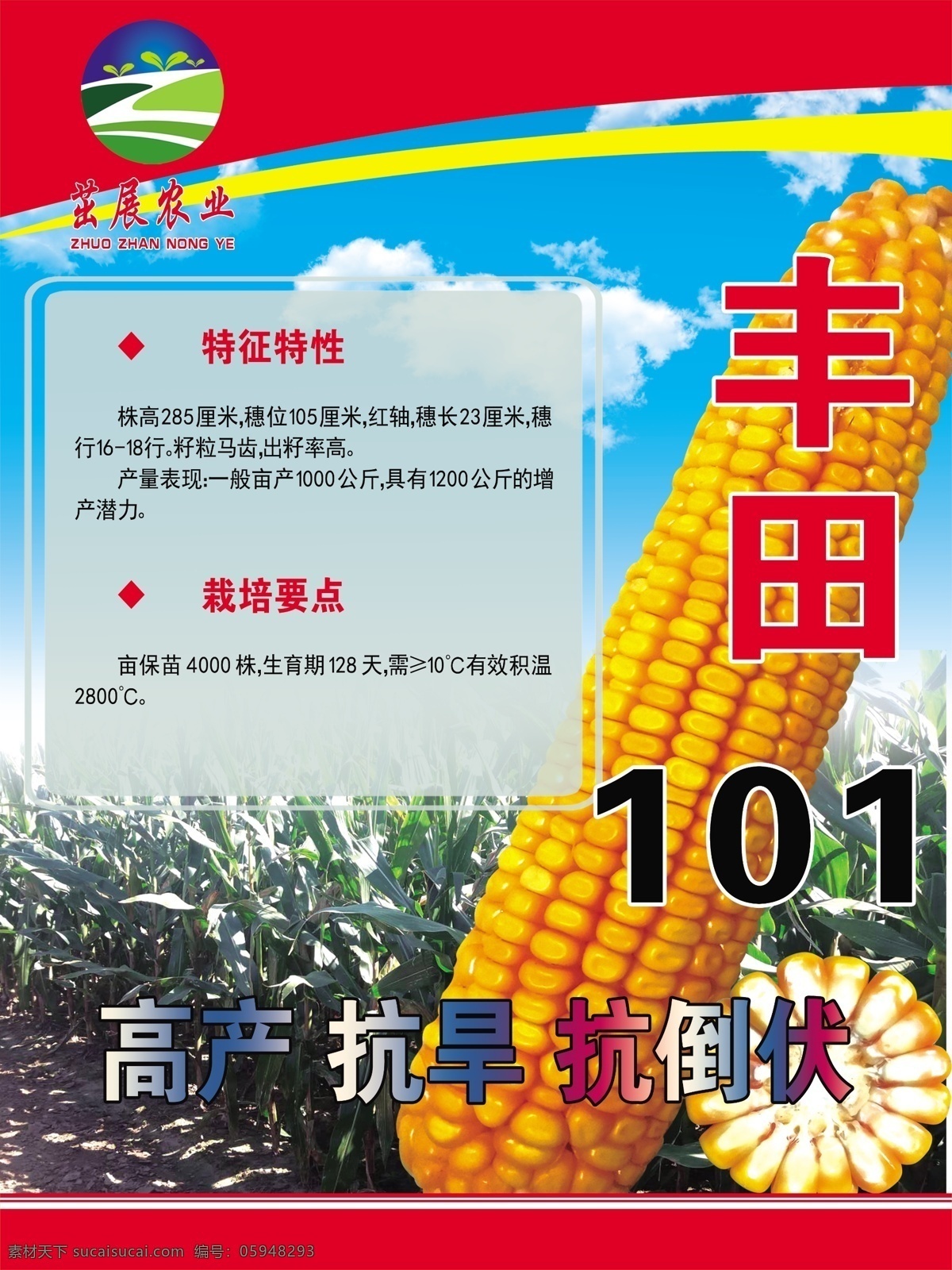 玉米海报 宣传 海报 玉米 农产品 绿色 分层