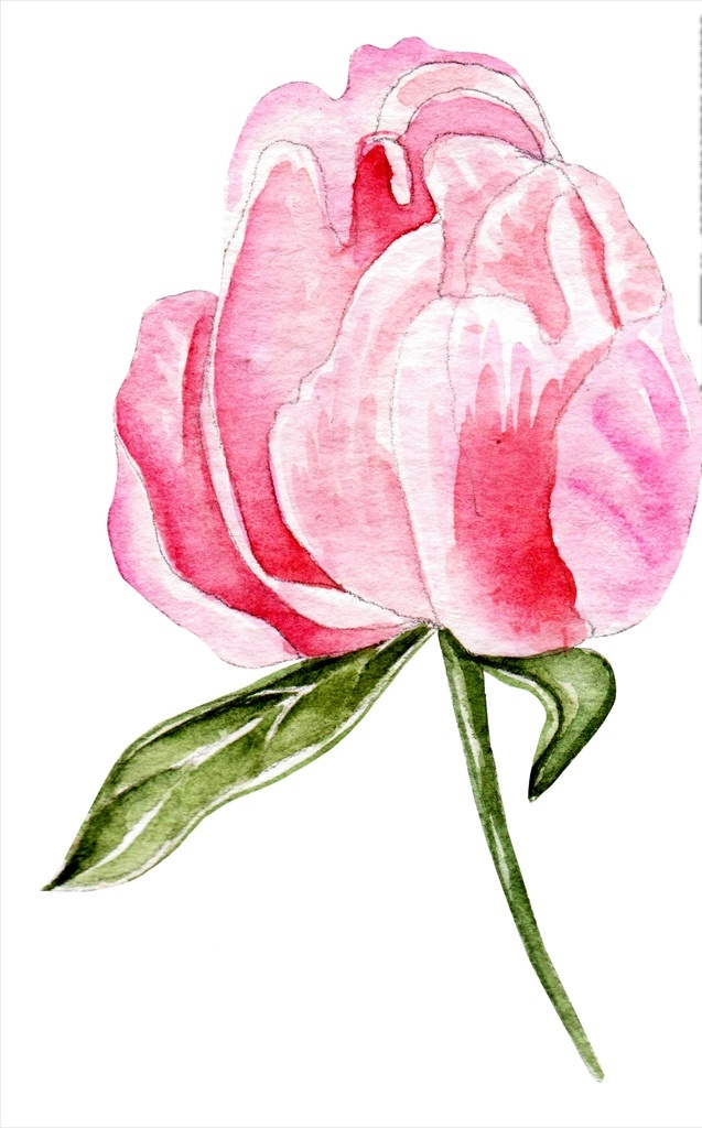 水彩玫瑰 水彩 花 花朵 水彩画 植物 花瓣 自然 花束 艺术 绘画 开花 装饰 插图 底纹边框 花边花纹