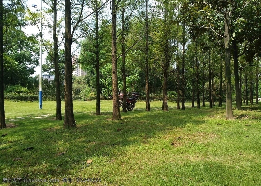 公园绿化 园林 绿植 园林青 林地 生物世界 树木树叶